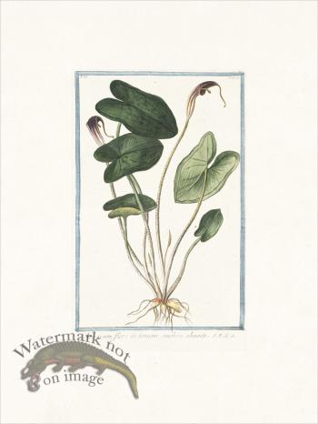 Bonelli 178 Mouse plant